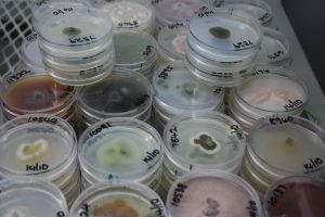 ARC Invasive Fungal Hub Collections