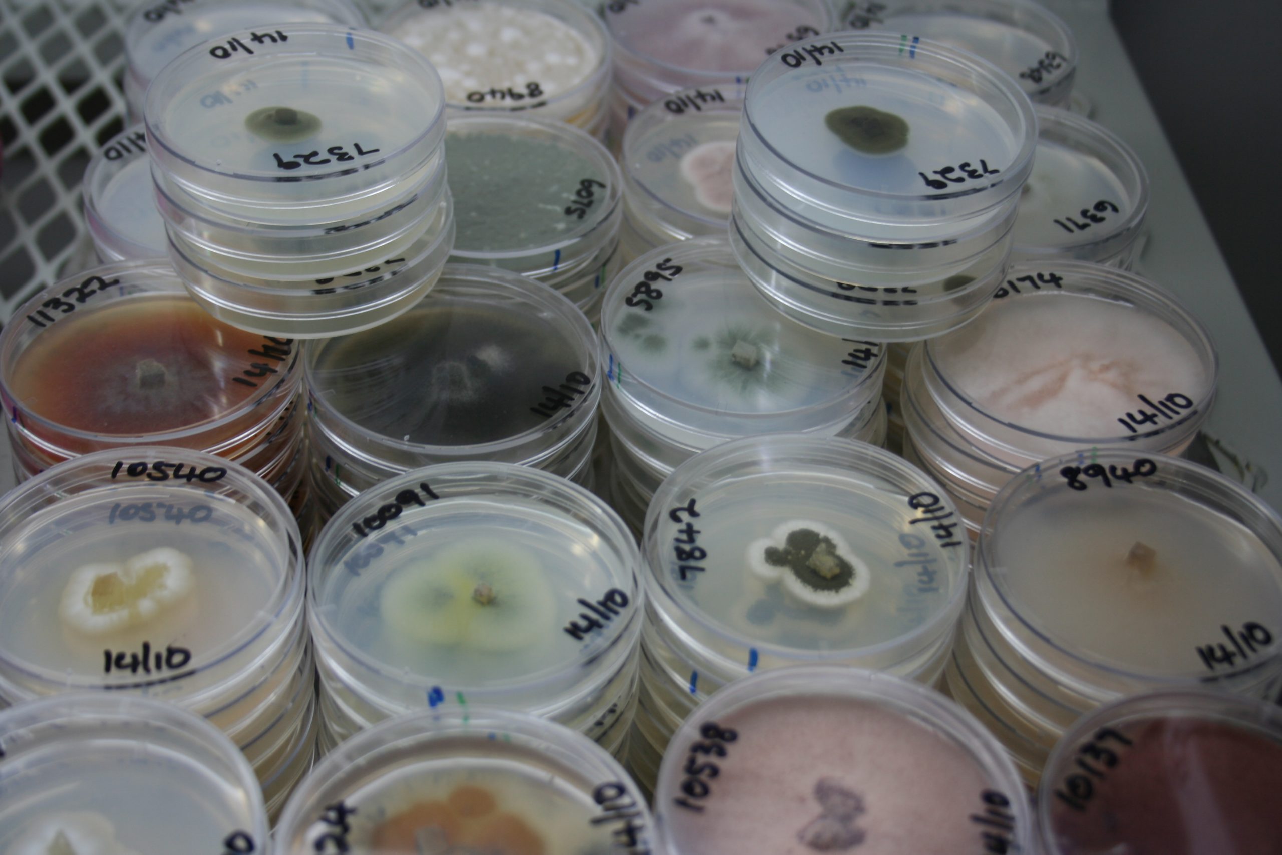 ARC Invasive Fungal Hub Collections