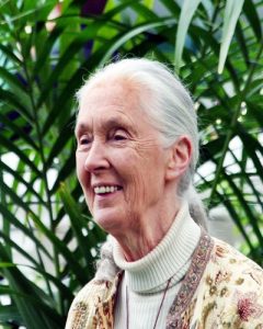 Jane Goodall transformed our understanding of chimpanzees - by living among them