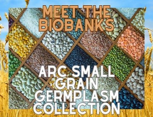 ARC National Small Grain Collection – Seeding A Secure Future