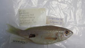 A voucher specimen that was subsampled for tissue to be stored in the Biobank.