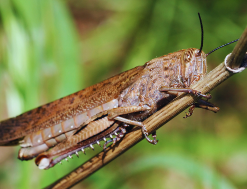 Biobanking News: UFS Researchers Find South African Brown Locusts Harbor Drug-Resistant Yeast