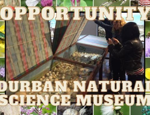 Job Opportunity: Director – Durban Natural Science Museum