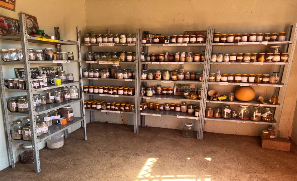 The major crops conserved at Gumbu community seedbank are traditional varieties (landraces) of maize, finger millet, pearl millet, grain sorghum, sweet sorghum, cowpea, mung bean, groundnuts, bambara, calabash, melon, watermelon, pumpkin, tapary beans, moringa, amaranthus, wheat and okra. 