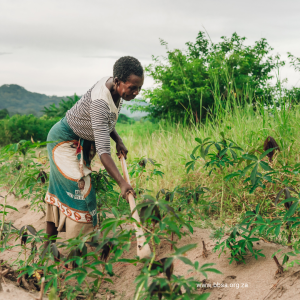  With biobanks over 11 campuses in all nine provinces, the ARC provides critical infrastructure that underpins agricultural innovation and food security in South Africa