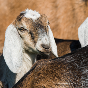 The Grootfontein Biobank for Sheep and Goats is dedicated to helping farmers find better ways to breed their animals.