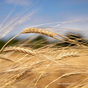 The National Small Grain Collection plays a vital role in the conservation and study of small grain genetic resources for improved future use.