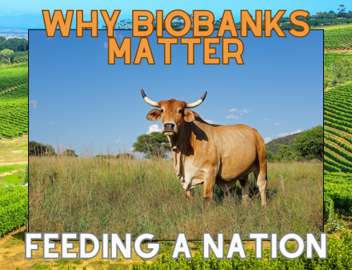 Seeds In The Bank, Food On The Table: How Biodiversity Biobanks Feed South Africa